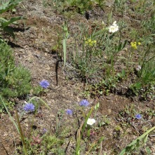 Blue head gillia and Mariposa lily