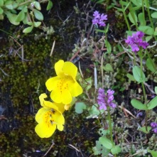 Monkey flower and rosy plectritis