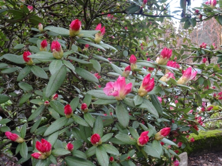 Early blooming azalea