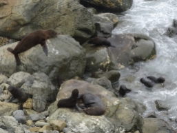 Fur seals, Ohau Overlook