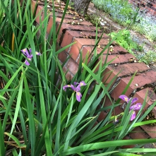 Native irises