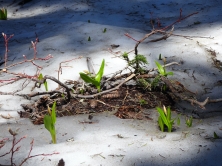 Lilies poking up through the melting snow